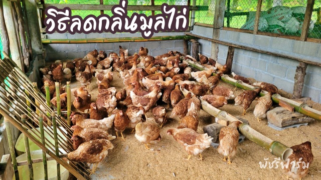 ลดกลิ่นมูลไก่ไข่ในเล้าด้วยวิธีง่ายๆ